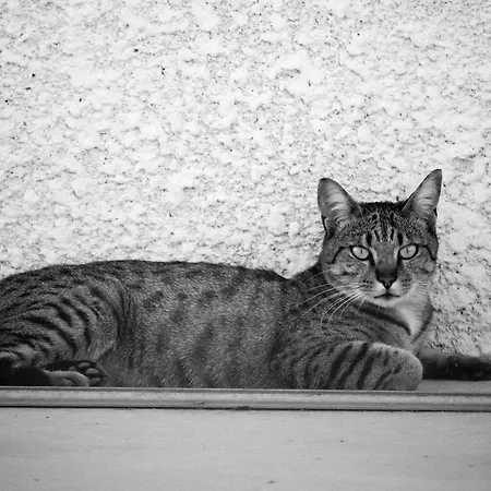 Tokyo Le Magnifique T2 * Montauban